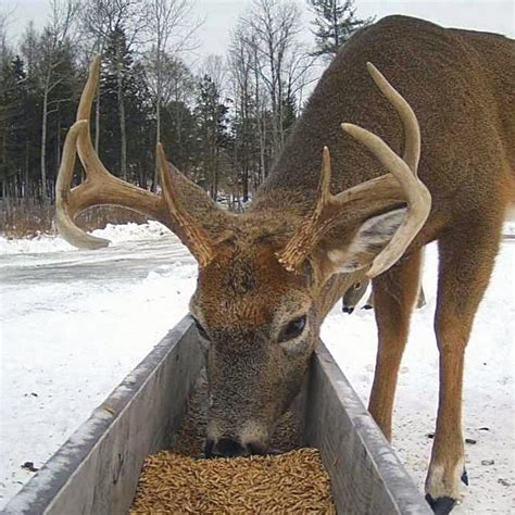 brownville food pantry for deer live|Brownvilles Food Pantry For Deer